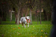 young merle Australian shepherd playing with toy