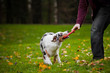 young merle Australian shepherd playing with man