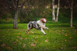 young merle Australian shepherd playing with toy