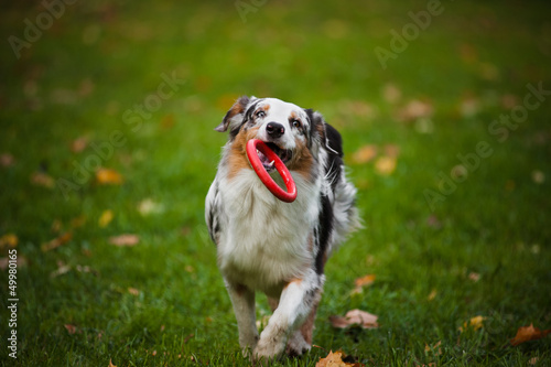 Photo: young merle Australian shepherd playing with toy young merle Australian shepherd playing with toy