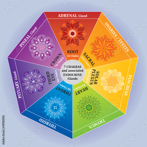 Vector: Illustration 7 Couleurs Chakras Mandalas + Glandes Endocrines Illustration 7 Couleurs Chakras Mandalas + Glandes Endocrines