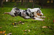 young merle Australian shepherd running in autumn