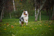 young merle Australian shepherd running in autumn