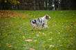 young merle Australian shepherd running in autumn