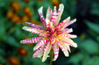 Variety dahlia