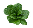 Photo: Spinach Isolated Spinach Isolated