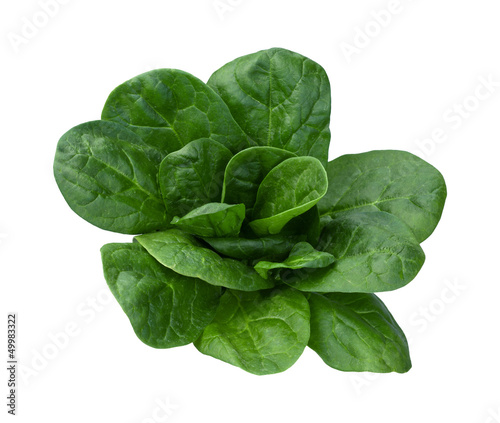 Photo: Spinach Isolated Spinach Isolated
