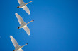 A flock of migrating geese, Holland