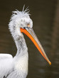 Head of dalmatian pelican - pelecanus crispus
