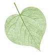 Vector leaf isolated
