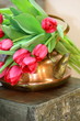 Foto: Tulpengrüße zum Frühling Tulpengrüße zum Frühling