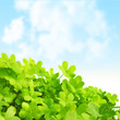 Green fresh clover field