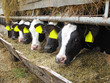 Calves in row. Cows breeding on bio farm in EU.