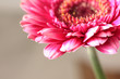 Beautiful, artistic gerbera flower