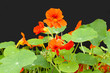 Beautiful nasturtium flowers close up