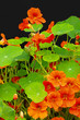 Beautiful nasturtium flowers close up