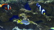 underwater