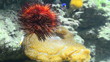 red sea- urchin