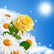 Diaisies and rose