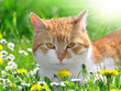young cat lying in the grass