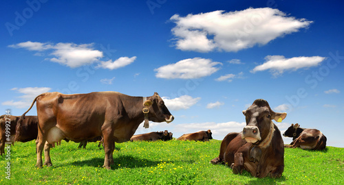 Photo: Cow in the meadow Cow in the meadow