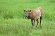 Velvet Elk