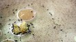 Ants science honey sand nature teamwork