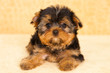 puppy of a Yorkshire terrier