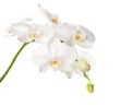 white orchid isolated on white
