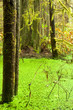 Rainforest wetland wildernis of West Coast BC
