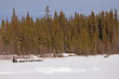 Taiga winter landscape and dogs pull musher sled