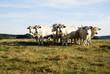 Cattle Herd