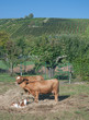 Landwirtschaft neben Weinbau in Rheinland-Pfalz