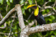 Foto: Chestnut-mandibled Toucan, or Swainson’s Toucan (Ramphastos am Chestnut-mandibled Toucan, or Swainson’s Toucan (Ramphastos am