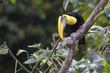 Foto: Chestnut-mandibled Toucan, or Swainson’s Toucan (Ramphastos am Chestnut-mandibled Toucan, or Swainson’s Toucan (Ramphastos am