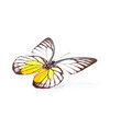 Echter Schmetterling – Zitronenfalter