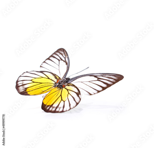 Photo: Echter Schmetterling – Zitronenfalter Echter Schmetterling – Zitronenfalter