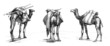 3 Camels - Attitudes