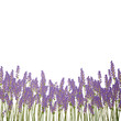 Vector Illustration of a Lavender Background