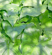 leaves background
