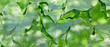 leaves background