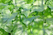 leaves background