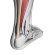 3d rendered illustration of the achilles tendon