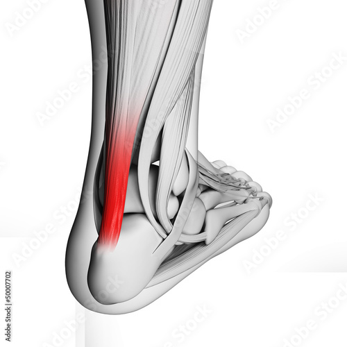 Illustration: 3d rendered illustration of the achilles tendon 3d rendered illustration of the achilles tendon