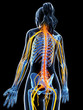 3d rendered illustration of the female nervous system.