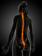 3d rendered illustration of the female nervous system.