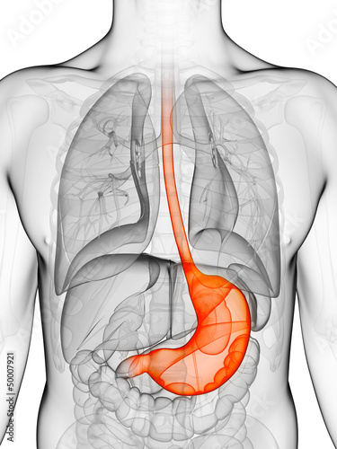 Illustration: 3d rendered illustration of a stomach 3d rendered illustration of a stomach