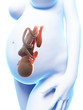 3d rendered illustration of a pregnant woman