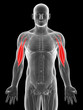 3d rendered illustration of the biceps