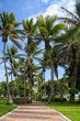 Palms in Aruba